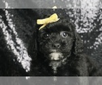 Puppy Prince AKC Poodle (Miniature)