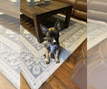 Small #1 German Shepherd Dog Mix