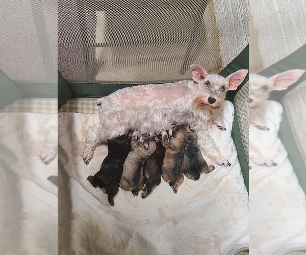 Medium Photo #1 Schnauzer (Miniature) Puppy For Sale in HUMESTON, IA, USA