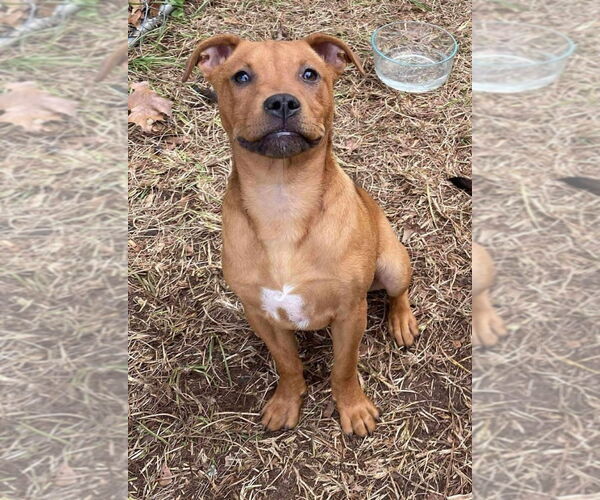 Medium Photo #2 Mutt Puppy For Sale in Canton, CT, USA