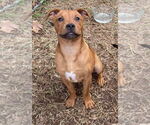 Small #1 Mutt
