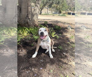 Mikey - Male American Pit Bull Terrier Dog for Adoption - Photo #2