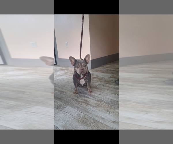 Medium Photo #1 French Bulldog Puppy For Sale in BREMEN, IN, USA
