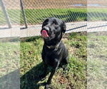 Small #1 Labrador Retriever Mix