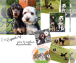 Small Photo #10 Aussiedoodle-Poodle (Standard) Mix Puppy For Sale in MILLVILLE, MN, USA
