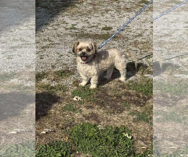 Medium Photo #3 Shih-Poo Puppy For Sale in Macon, MO, USA