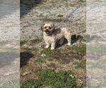 Small #2 Shih-Poo