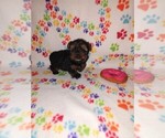 Small Photo #19 Yorkshire Terrier Puppy For Sale in LAPEER, MI, USA