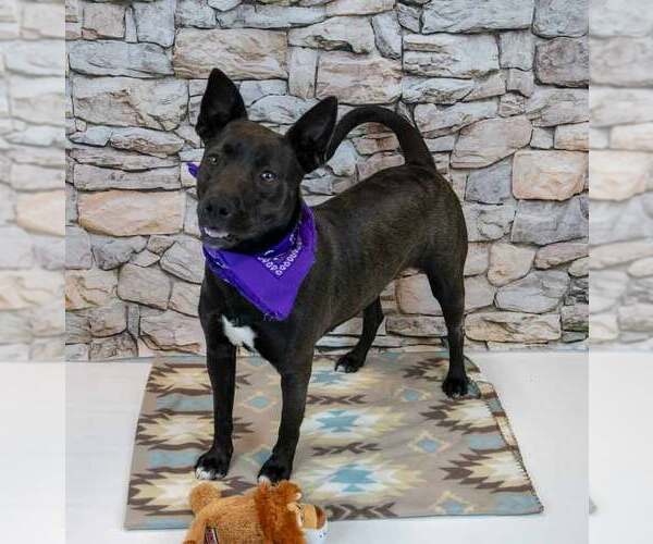 Medium Photo #5 Bulldog-Labrador Retriever Mix Puppy For Sale in Kennesaw, GA, USA