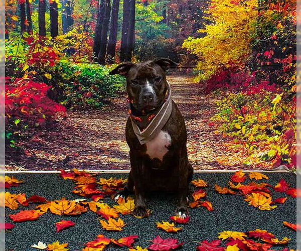 Medium Photo #1 Mutt Puppy For Sale in Sanford, FL, USA