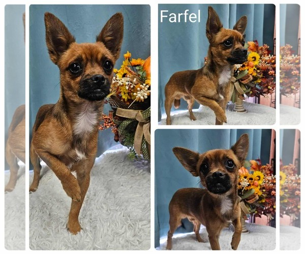 Medium Photo #1 Chussel Puppy For Sale in Wakefield, RI, USA