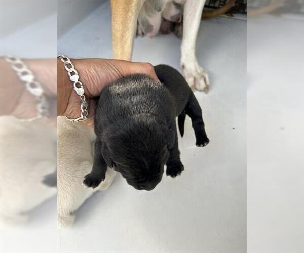 Medium Photo #1 American Pit Bull Terrier-Unknown Mix Puppy For Sale in Houston, TX, USA