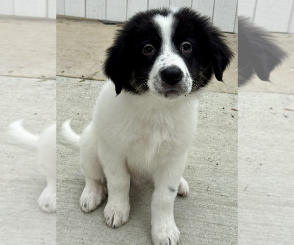 Medium Photo #1 Saint Pyrenees Puppy For Sale in Newport Beach, CA, USA