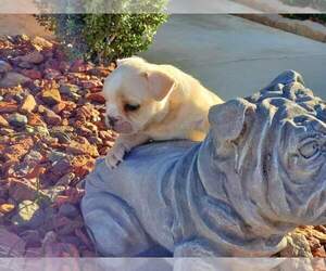 Bulldog Puppy for sale in WAXAHACHIE, TX, USA