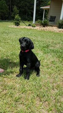 Medium Photo #1 Labrador Retriever Puppy For Sale in HOCKLEY, TX, USA