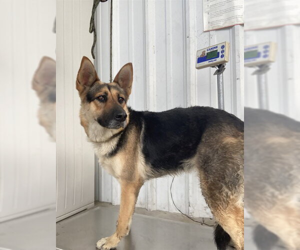 Medium Photo #1 German Shepherd Dog Puppy For Sale in Bakersfield, CA, USA