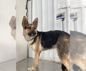 German Shepherd Dog Dogs for adoption in Bakersfield, CA, USA