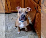 Small #5 American Pit Bull Terrier Mix
