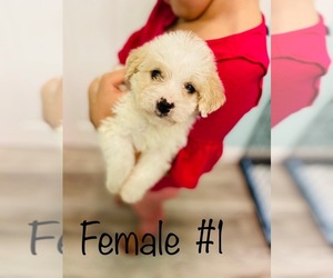 Yo-Chon Puppy for sale in COOKEVILLE, TN, USA