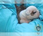 Small Photo #16 Olde English Bulldogge Puppy For Sale in WRIGHT CITY, MO, USA
