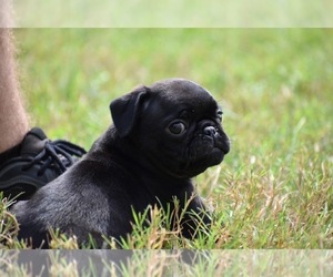 Pug Puppy for sale in PALM COAST, FL, USA