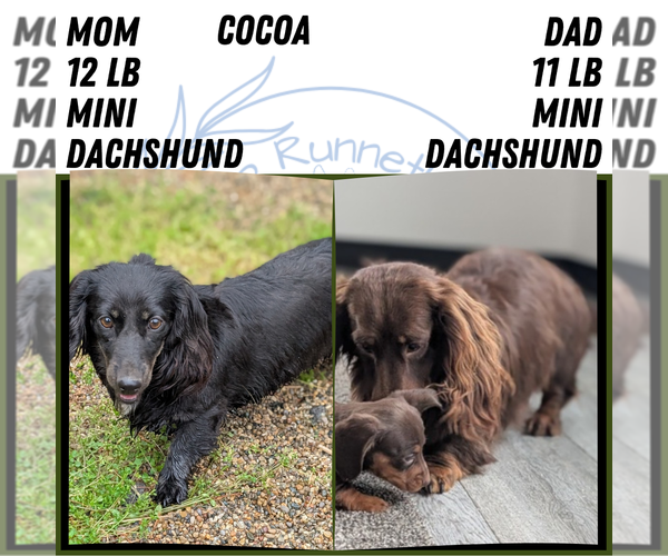 Medium Photo #4 Dachshund Puppy For Sale in GOSHEN, IN, USA
