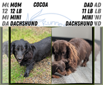 Small #3 Dachshund