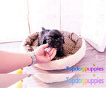 Small Photo #1 Shih-Poo Puppy For Sale in FULLERTON, CA, USA