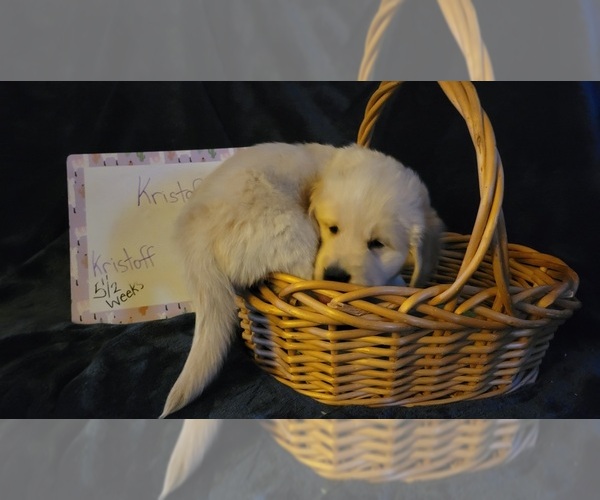 Medium Photo #33 Golden Retriever Puppy For Sale in VOORHEES, NJ, USA