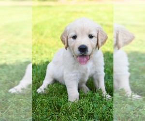 Golden Retriever Puppy for sale in OTTUMWA, IA, USA