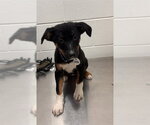 Small Rottweiler Mix
