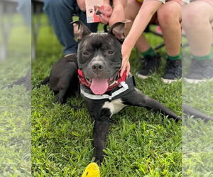 American Staffordshire Terrier-Unknown Mix Dogs for adoption in Holly Springs, NC, USA