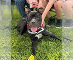 Small American Staffordshire Terrier Mix
