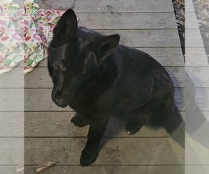 Father of the German Shepherd Dog puppies born on 01/23/2025