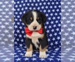 Small Photo #1 Greater Swiss Mountain Dog Puppy For Sale in AIRVILLE, PA, USA