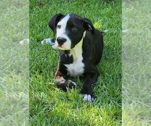 Mutt Dogs for adoption in Wenonah, NJ, USA