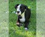 Small Mutt