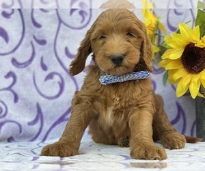 Goldendoodle Puppy for sale in LANCASTER, PA, USA