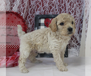 Poodle (Toy) Puppy for sale in CHANUTE, KS, USA