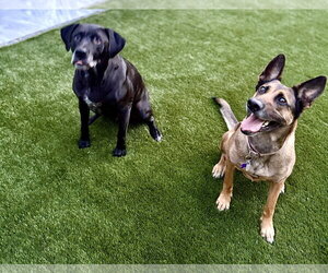 Jessie - Female German Shepherd Dog Dog for Adoption - Photo #3