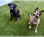 Small #2 German Shepherd Dog