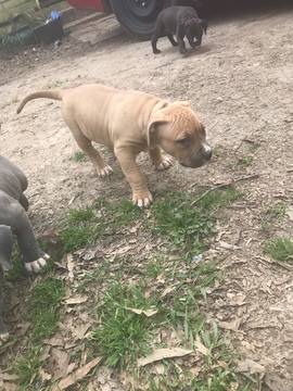 Medium Photo #25 American Pit Bull Terrier Puppy For Sale in GRIFFIN, GA, USA