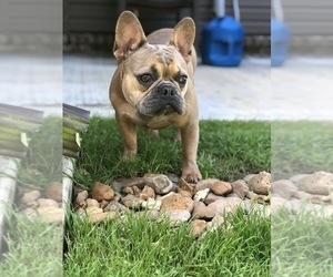 Father of the French Bulldog puppies born on 08/15/2020