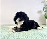 Small #4 Bernedoodle (Miniature)