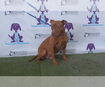 Small Mutt
