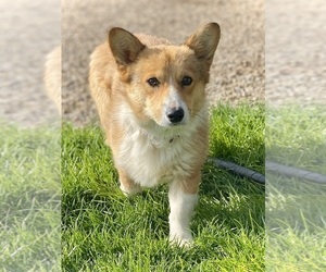 Father of the Pembroke Welsh Corgi puppies born on 03/16/2024