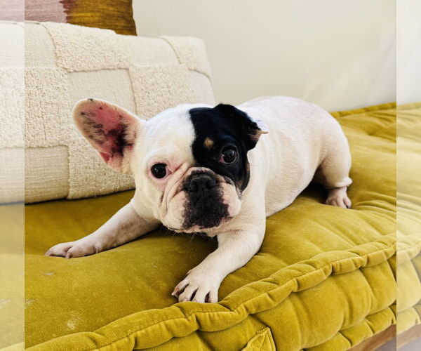 Medium Photo #2 French Bulldog-Unknown Mix Puppy For Sale in Marina Del Rey, CA, USA