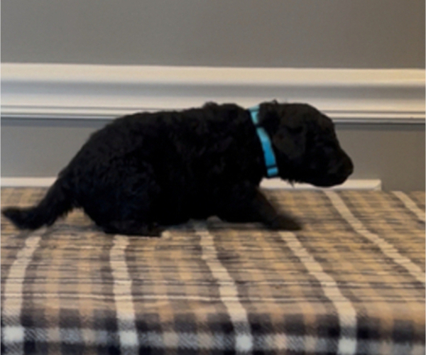 Medium Photo #4 Bernedoodle-Labradoodle Mix Puppy For Sale in MILFORD, NJ, USA