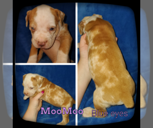 Olde English Bulldogge Puppy for sale in WHEELER, MI, USA