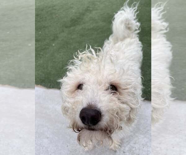 Medium Photo #2 Poodle (Miniature) Puppy For Sale in Tempe , AZ, USA